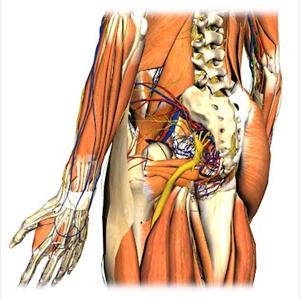 Sciatic Nerve Mri - Different Type Of Exercises