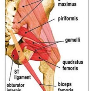 Sciatic Nerve Cushion Blog - Sciatic Nerve Pain